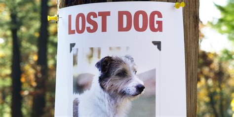 Lost dogs - Find tips and advice on how to locate a missing dog, what to do if you find a lost dog, and how to prevent theft. Learn how to register your pet as missing and how to catch a lost or stray dog safely.